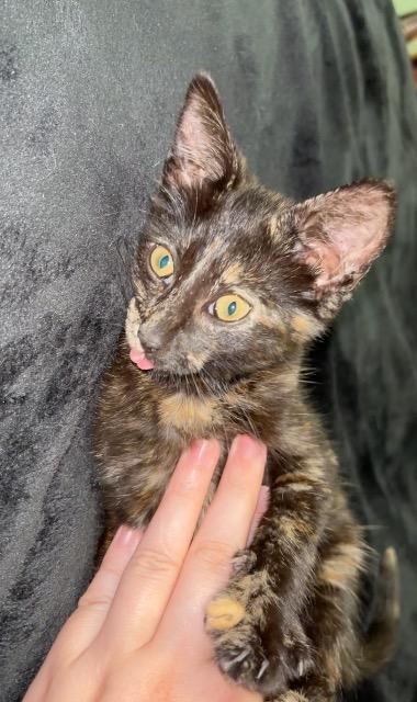 Penelope