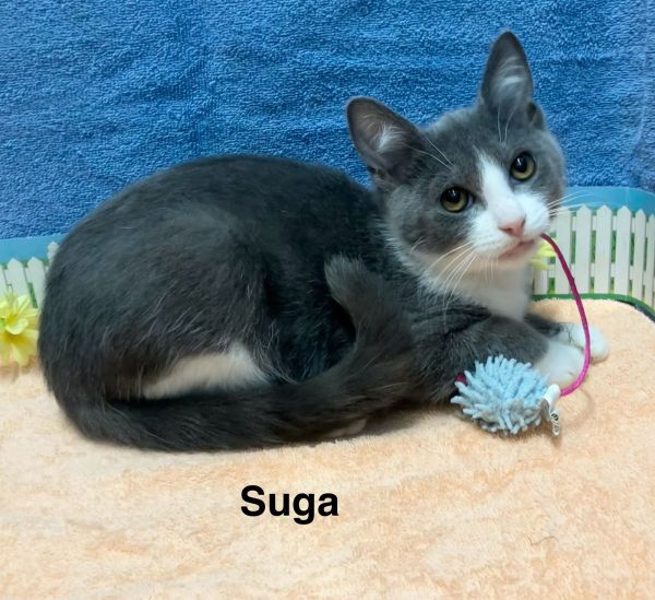 Suga
