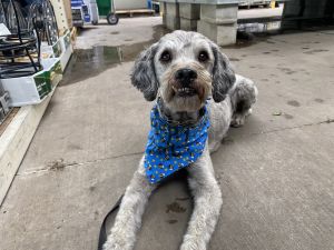 Drako