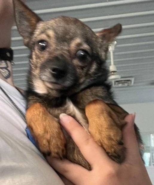 Captain, an adoptable Chihuahua in Crandon, WI, 54520 | Photo Image 1