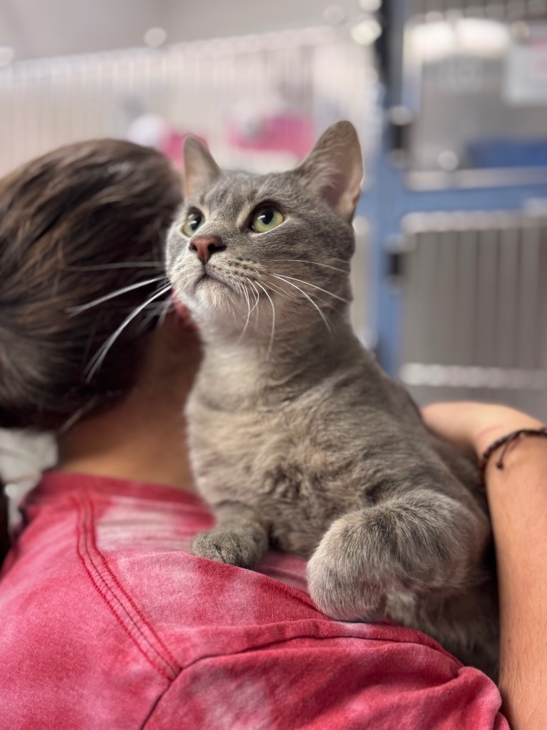 Levi, an adoptable Domestic Long Hair in Crandon, WI, 54520 | Photo Image 1