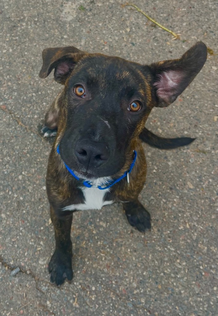 Jasper, an adoptable Mixed Breed in Crandon, WI, 54520 | Photo Image 1