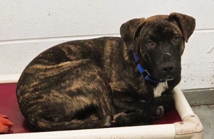 Jasper, an adoptable Mixed Breed in Crandon, WI, 54520 | Photo Image 2