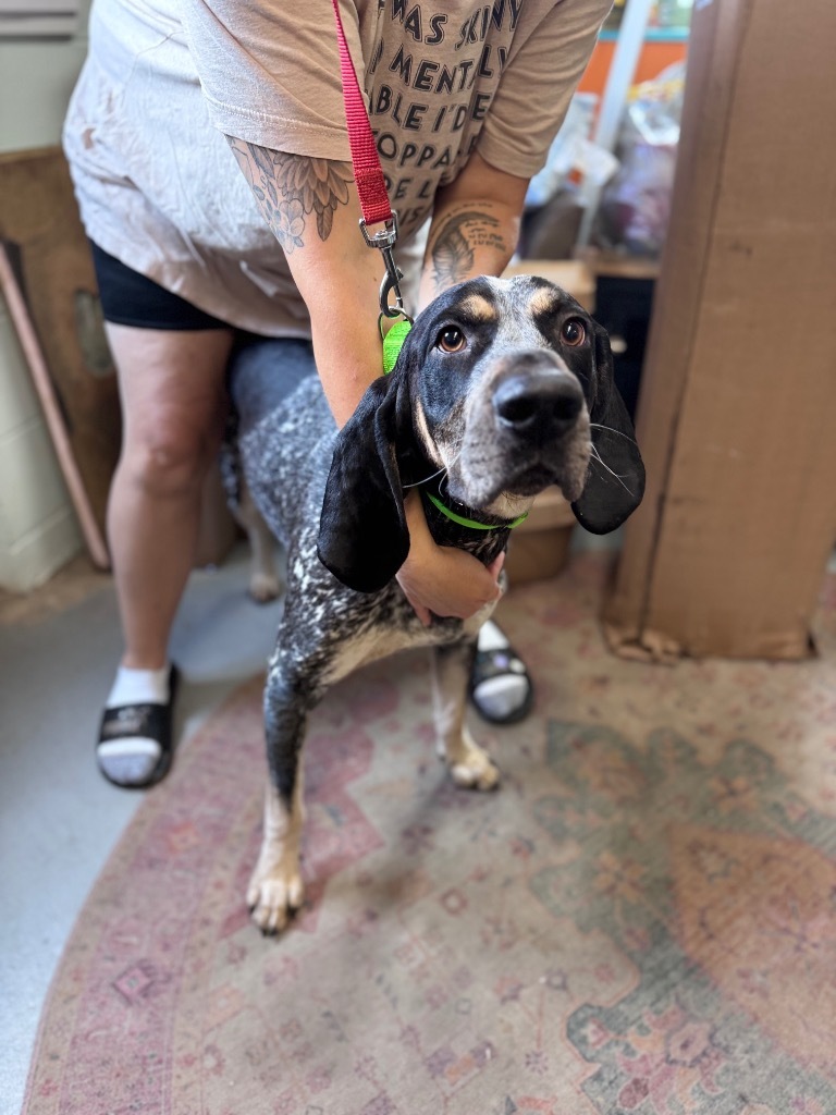 Hank, an adoptable Bluetick Coonhound in Crandon, WI, 54520 | Photo Image 1