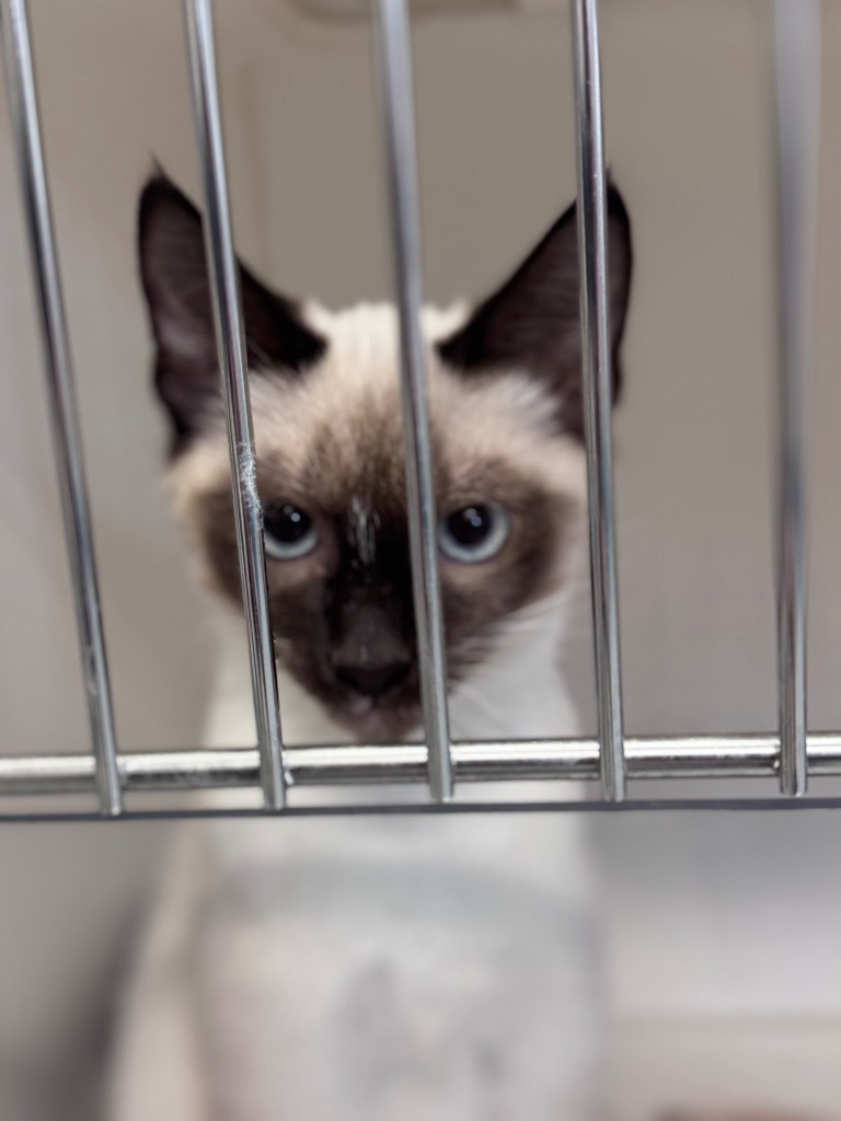 Mercury, an adoptable Siamese in Crandon, WI, 54520 | Photo Image 1
