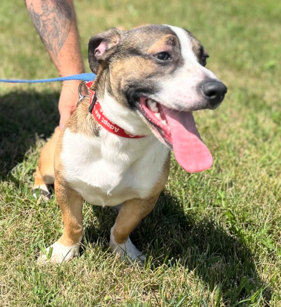Martin, an adoptable Beagle, Mixed Breed in Crandon, WI, 54520 | Photo Image 1
