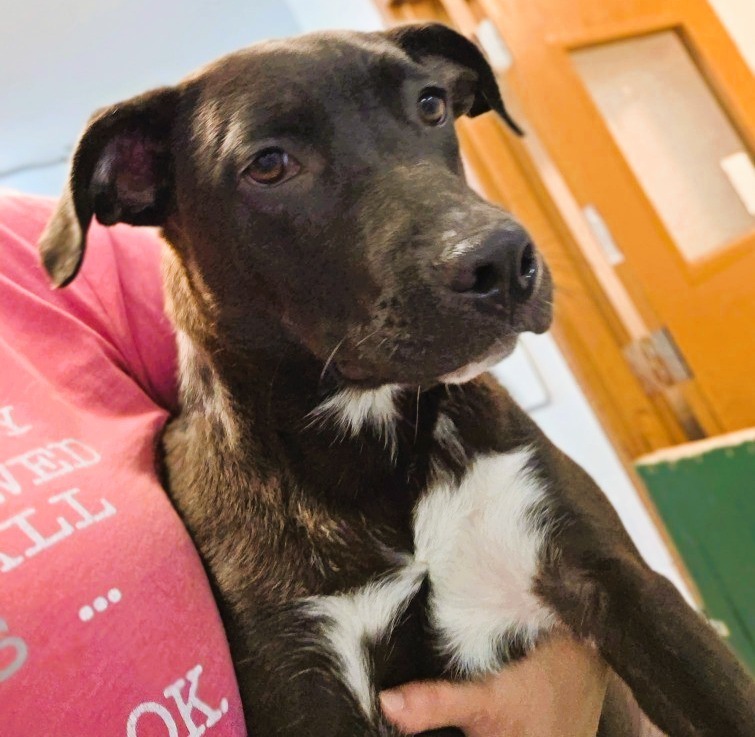 Obsidian, an adoptable Mixed Breed in Crandon, WI, 54520 | Photo Image 1