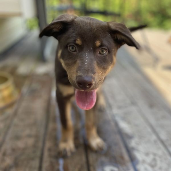 Ozzie