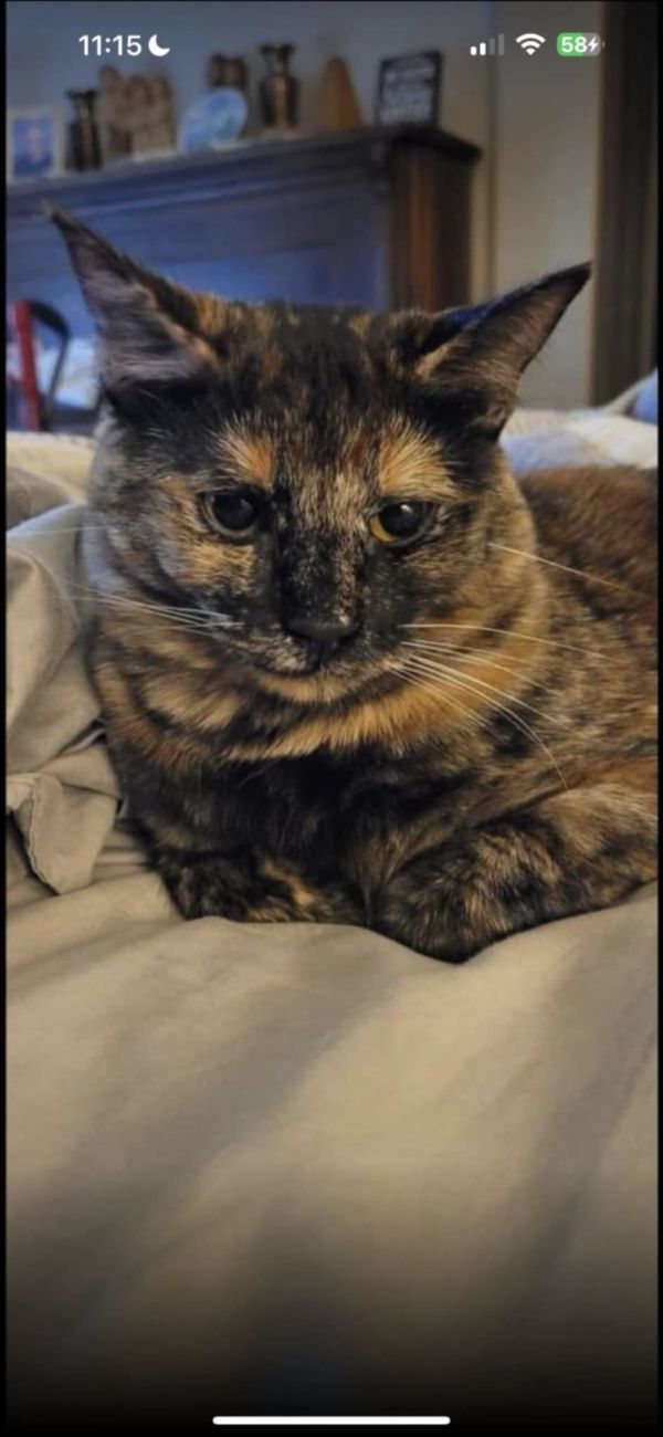 Baby Cat