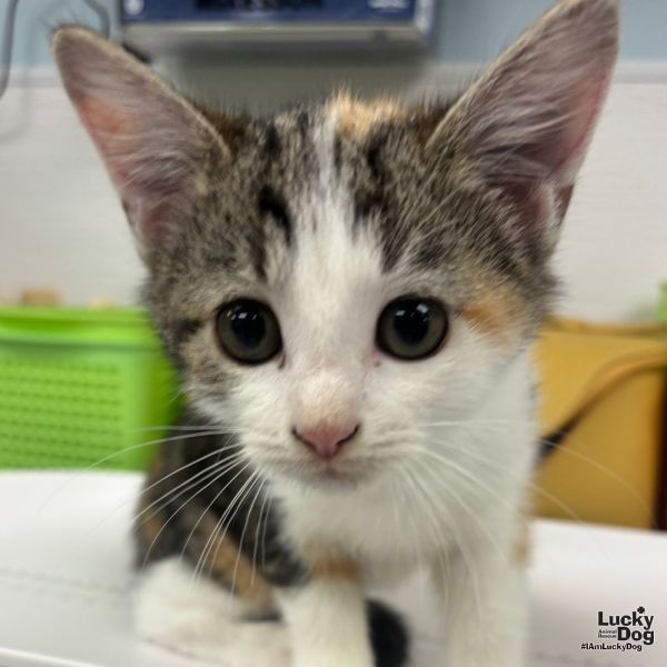 Matilda