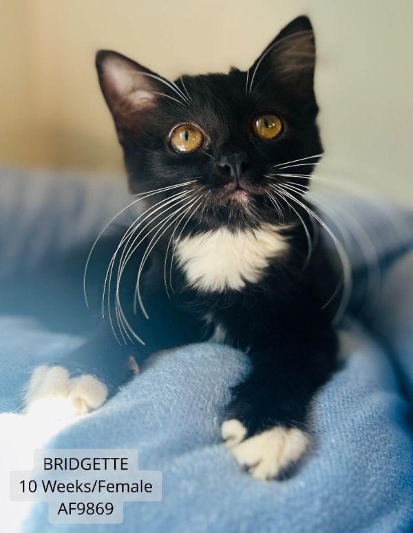 Bridgette