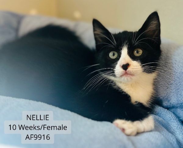 Nellie