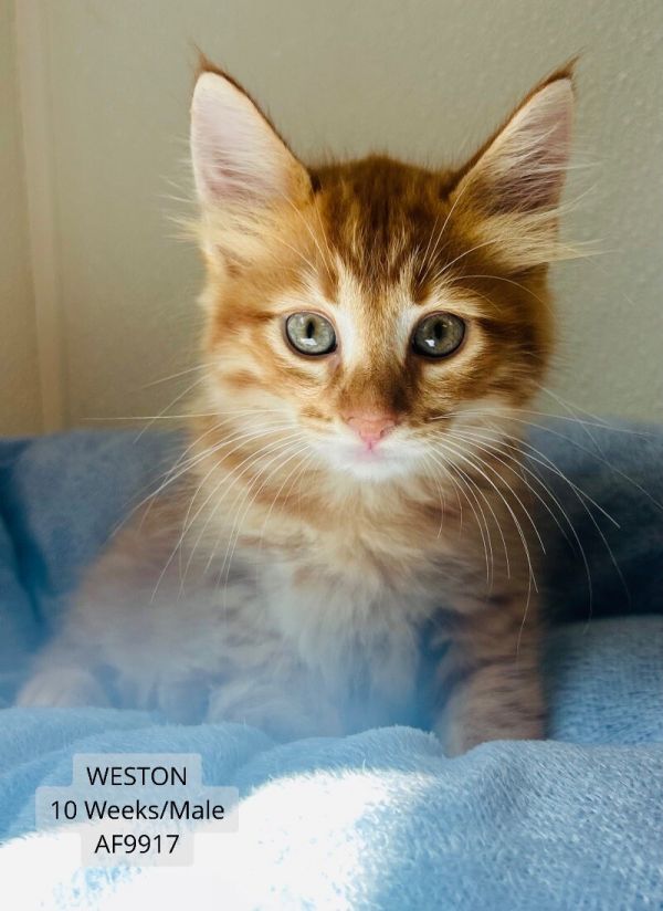 Weston