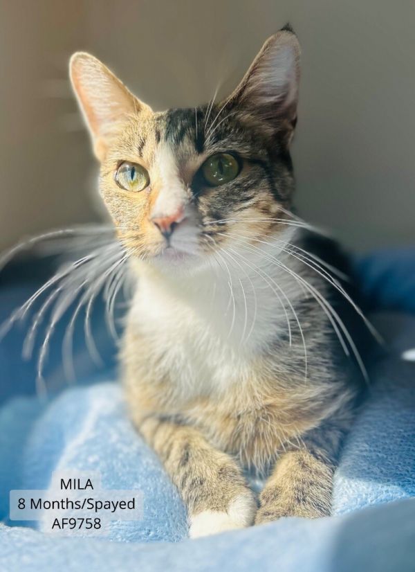 Mila
