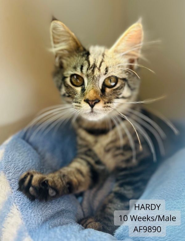 Hardy