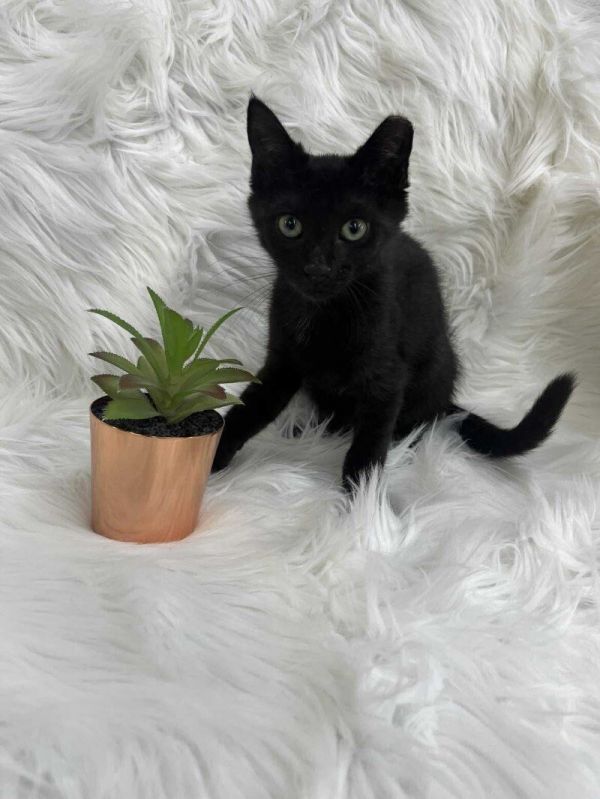 Coco