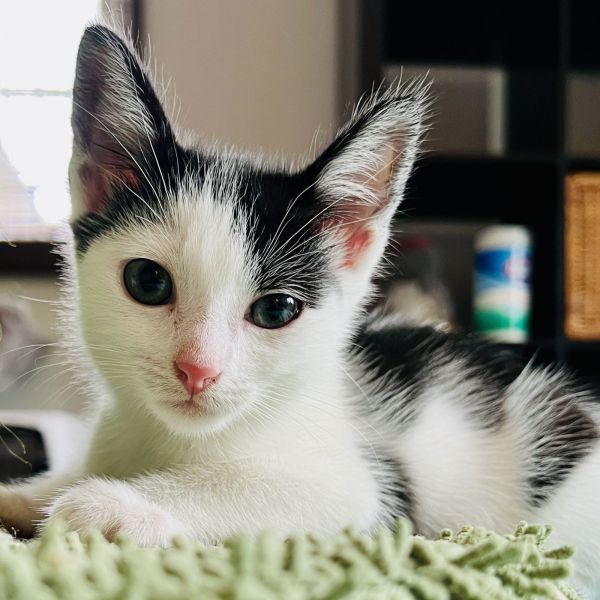 Morty (bonded w/ Summer)
