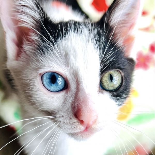 Summer (bonded w/ Morty)