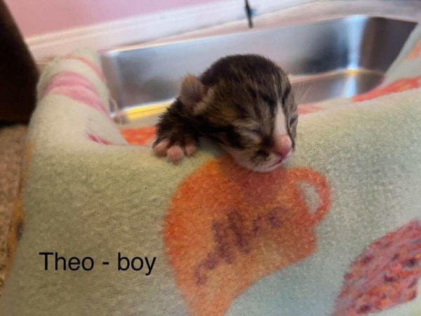 Theo