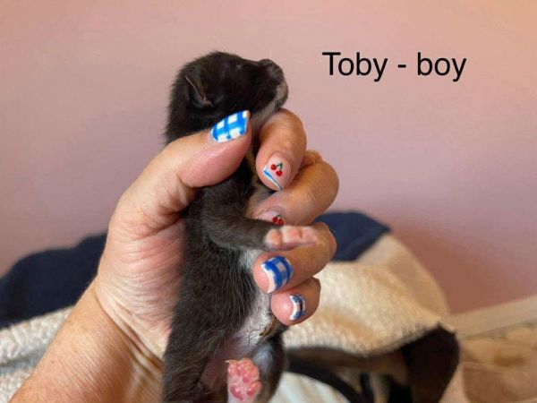 Toby