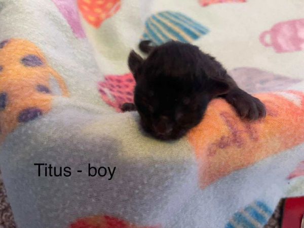 Titus