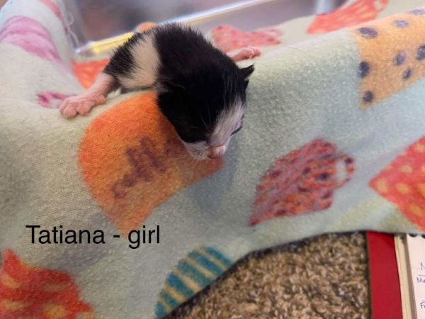 Tatiana