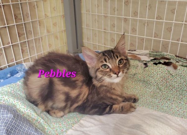 Pebbles