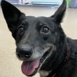 Heidi