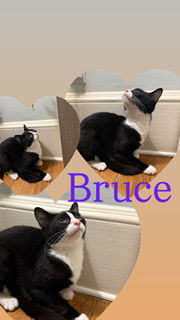Bruce