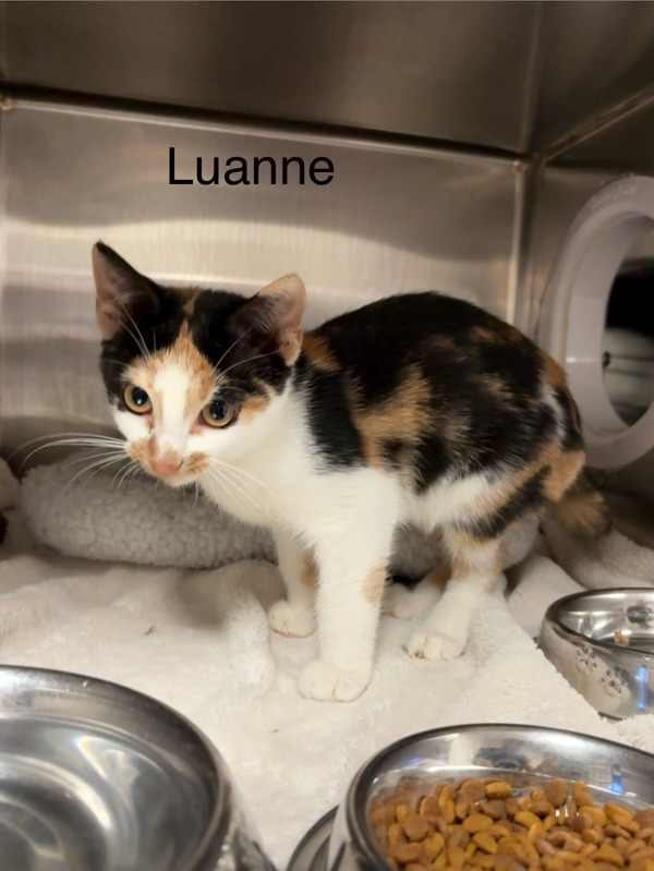 Luanne