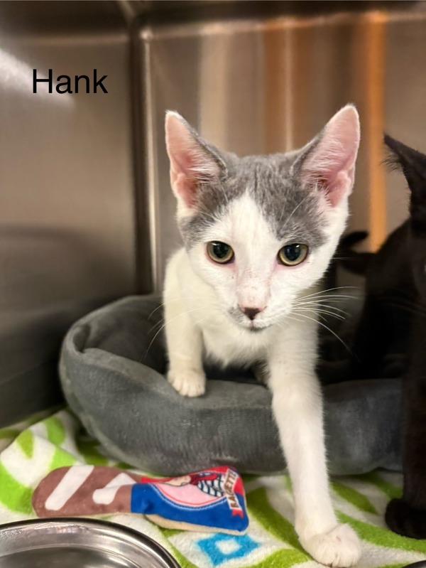 Hank