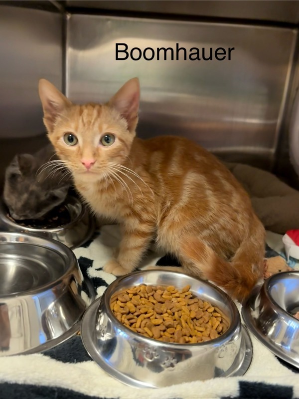 Boomhauer