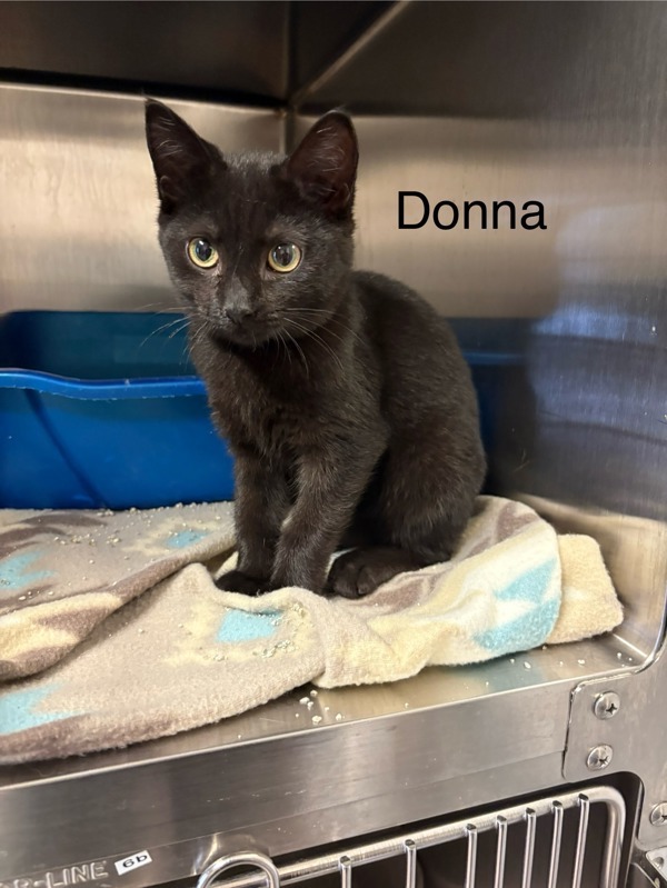 Donna