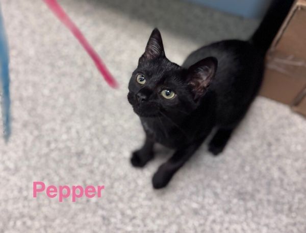 Pepper