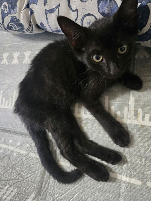 Kuromi