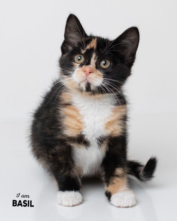 Basil