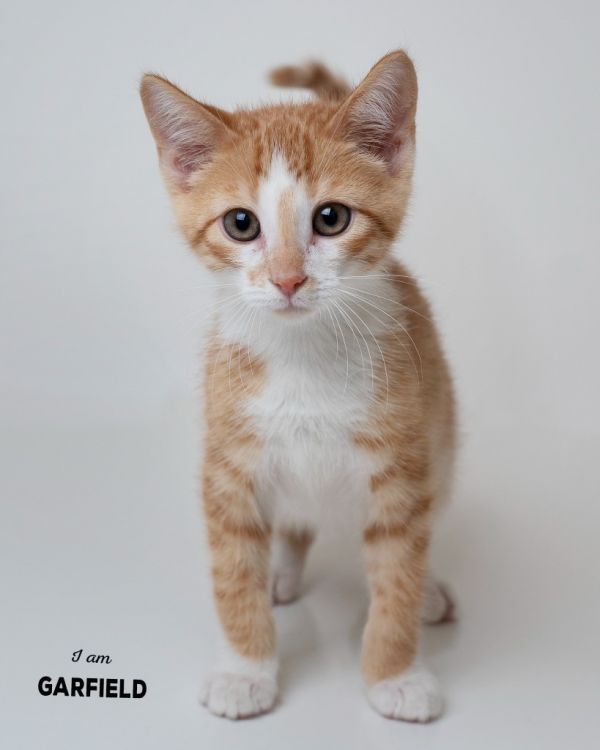 Garfield
