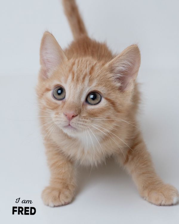Fred
