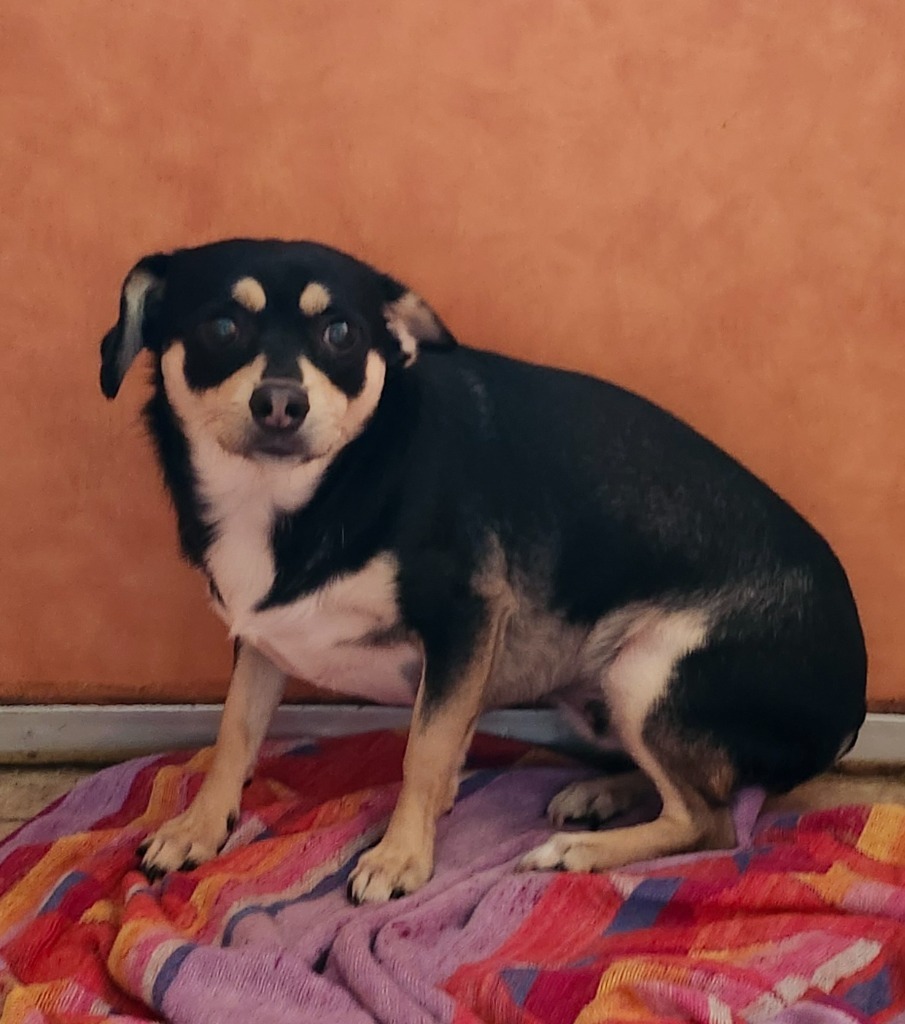 Goose, an adoptable Chihuahua, Affenpinscher in Hardeeville, SC, 29927 | Photo Image 1