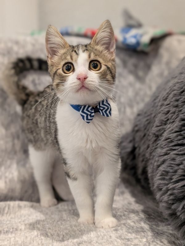 Taco