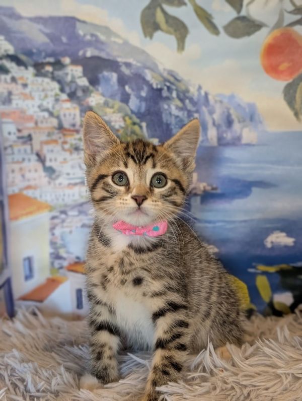 Hazel