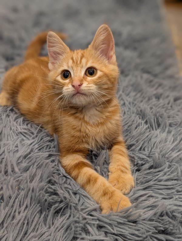 Queso