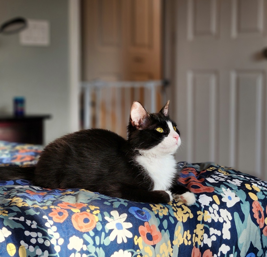 Adira