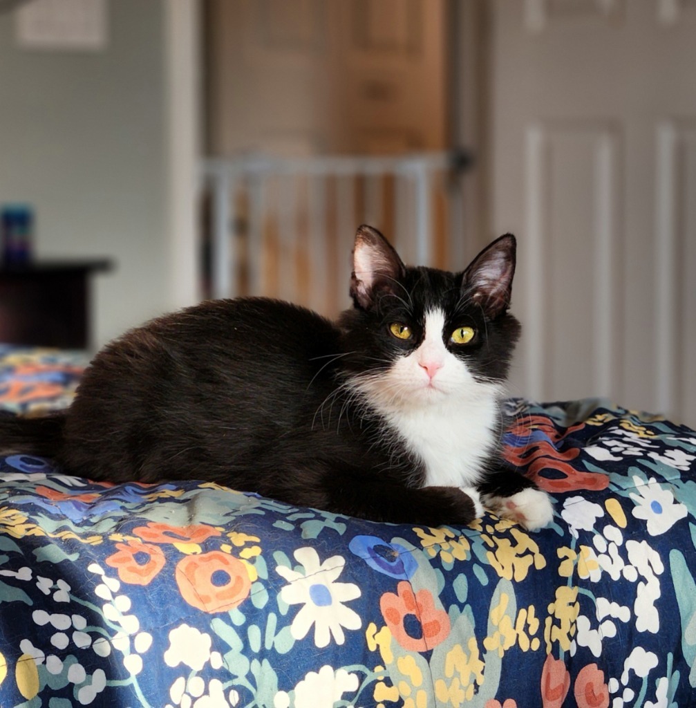 Adira