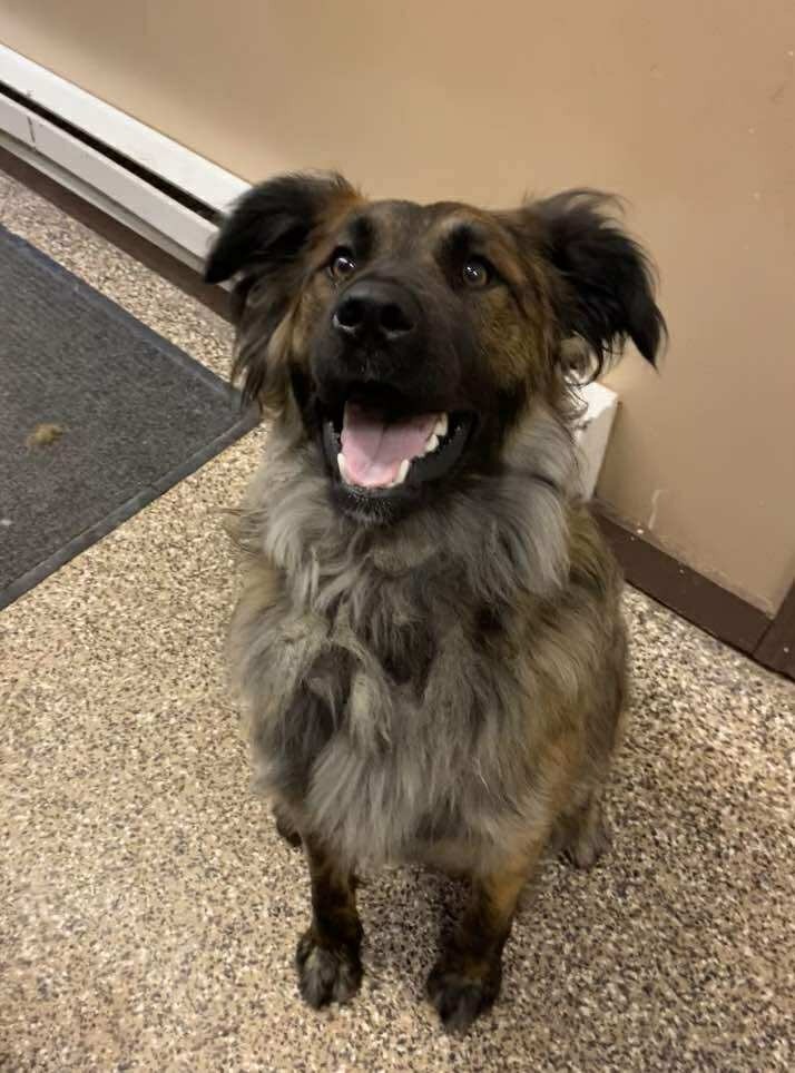 Cletus, an adoptable Dutch Shepherd, Keeshond in Elbow Lake, MN, 56531 | Photo Image 1