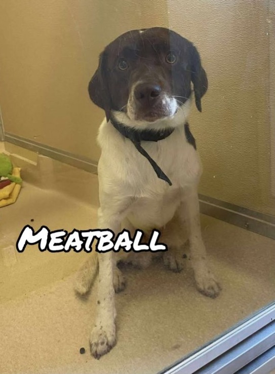 Meatball