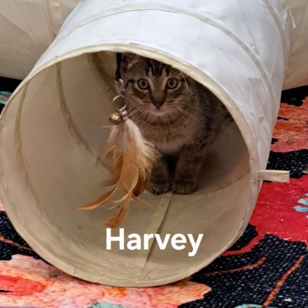 Harvey