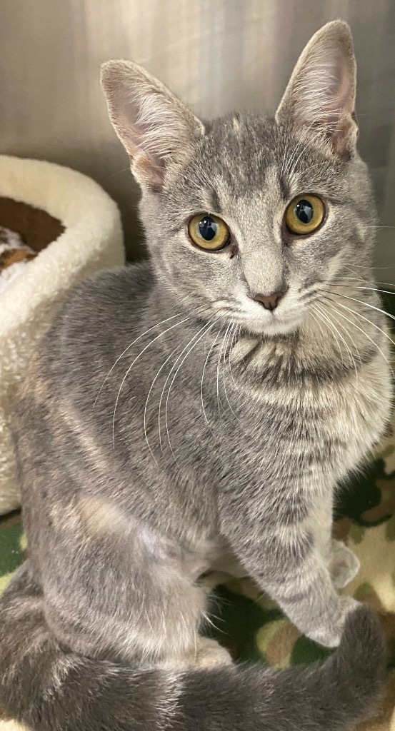 Daphne
