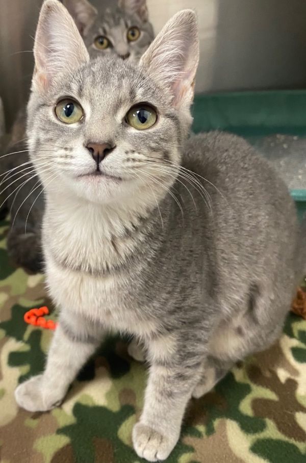 Doris