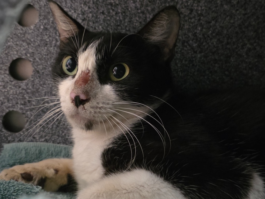 Valhalla, an adoptable Domestic Medium Hair in Rockport, TX, 78382 | Photo Image 1